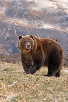 a large brown bear standing on top of a dry grass field