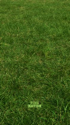 a red fire hydrant sitting on top of a lush green field