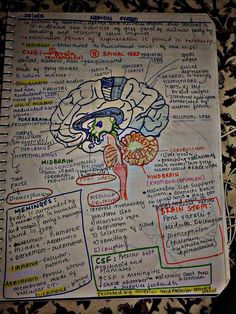 a diagram of the human brain on a piece of paper with words written in it