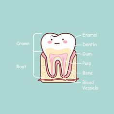 Dentist Illustration, Dentist Cartoon, Cartoon Tooth, Dental Pictures, Teeth Illustration