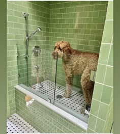 a brown dog standing on top of a bath tub next to a green tiled wall