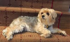 a small dog laying on top of a carpeted stair case next to a wooden banister