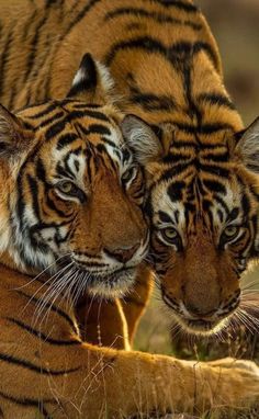 two tigers are standing next to each other