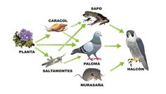 the birds are all different colors and have their names in each one's language