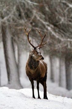 Hello December, Winter Love, Red Deer, Winter Beauty, Winter Scenes, In The Woods