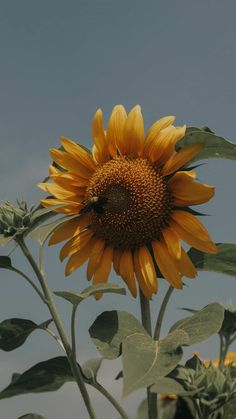 a large sunflower with a bee on it