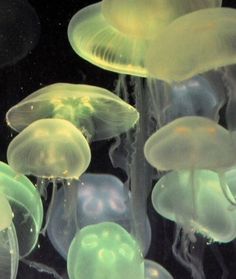 many jellyfish are swimming in the water