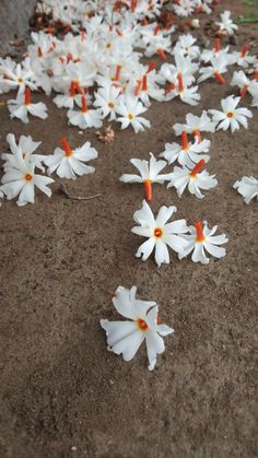 many white flowers are laying on the ground