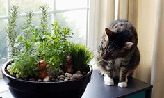 a cat sitting on a table next to a potted plant