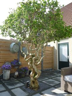 a small tree in the middle of a patio