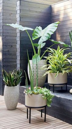 three potted plants sitting on top of a wooden floor next to each other in front of a building