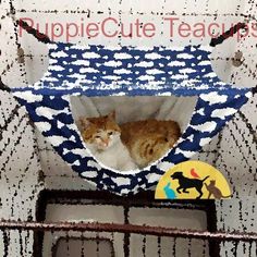 an orange and white cat laying in a blue and white kitty bed with the words puppie cutie teachers on it