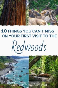 the red woods with text that reads 10 things you can't miss on your first visit