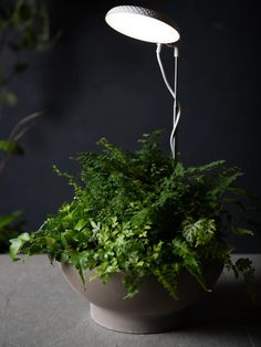 a plant that is sitting in a pot with a light on it's head