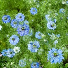 blue and white flowers are growing in the grass