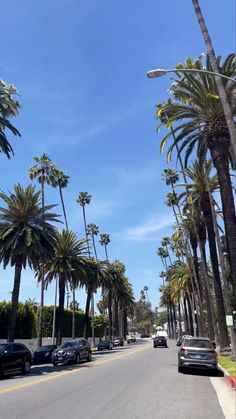 palm trees line the street in front of parked cars