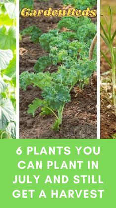 the garden is full of vegetables and plants that can be grown in july and still get a harvest