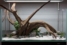 an aquarium with rocks and plants in it