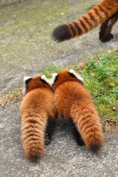 a red panda bear laying on the ground next to another brown and white striped animal