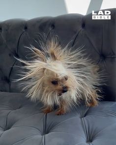 a small dog sitting on top of a couch with its hair blowing in the wind