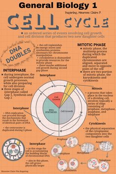 the cell cycle is shown in this diagram, with information about cellulars and how they work