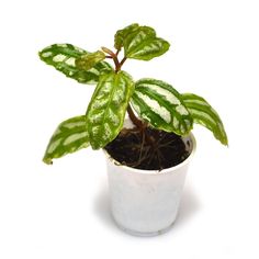 a small potted plant with green and white stripes on it's leafy leaves