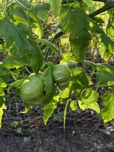 green tomatoes growing on the vine in an outdoor vegetable garden with wire fence behind them