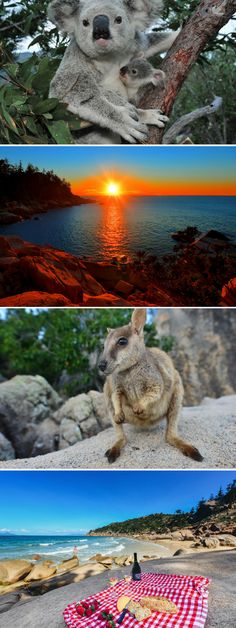 there are four pictures with different animals on them in the same photo, each one has an image of a koala