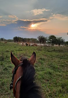 a brown horse standing on top of a lush green field