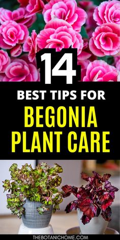 How to grow and care for stunning begonias, featuring tips on begonia plant care and polka dot begonia propagation.