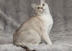 a white and grey cat sitting on top of a gray blanket next to a wall