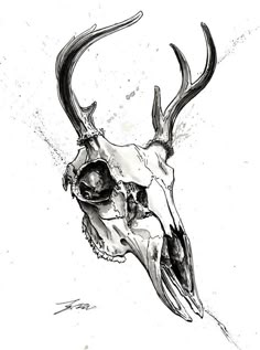 a black and white drawing of a deer skull with large antlers on it's head