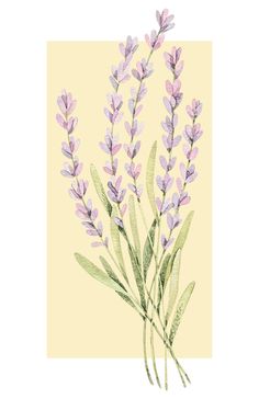 watercolor painting of lavender flowers on yellow background