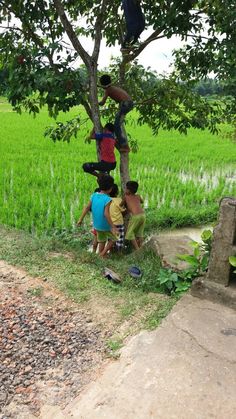 three children climbing up the side of a tree in front of a green rice field