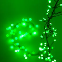 a green string of christmas lights on a tree branch