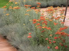 an assortment of flowers and grasses in a garden