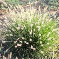 a green plant with white flowers in the middle of some dirt and grass on the ground