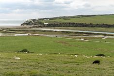 a black cow grazing in an open field next to the ocean