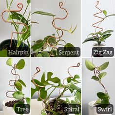 there are four different types of plants in the pictures, each with their own name