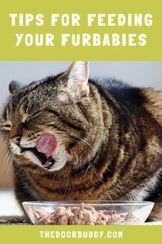 a cat yawning next to a bowl of food with the caption tips for feeding your furbabies