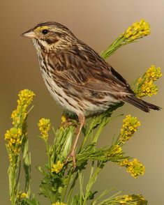 a brown and white bird sitting on top of a yellow flowered plant with green leaves