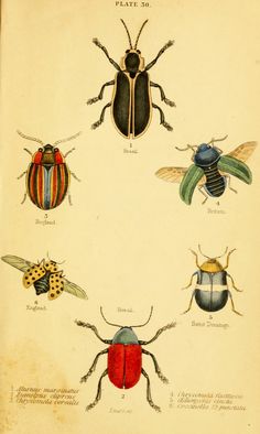 an old book with different types of bugs on it's pages, including one beetle and