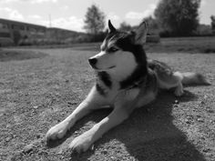 a black and white photo of a dog laying on the ground