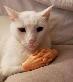 a white cat laying on top of a bed next to an orange hand toy in it's paws