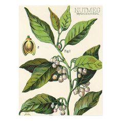 Vintage Nutmeg Plant Fruit Seeds, Food Herbs Spice Postcard Gender: unisex. Age Group: adult. Nutmeg Plant, Spice Illustration, Botanical Sleeve, Botanical Prints Free, Spice Image, Germinate Seeds, Mediterranean Spices, Postcard Vintage, Open Flower