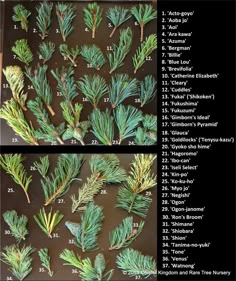 the different types of evergreen leaves and their names