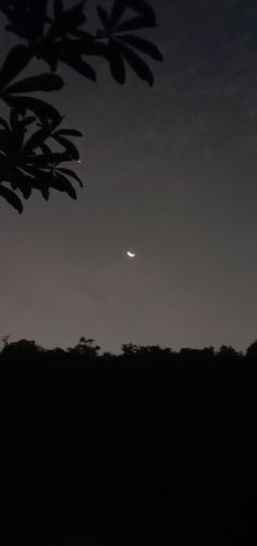 the moon is seen in the sky above trees and bushes at night with no clouds