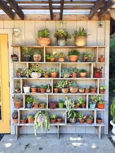 a shelf filled with lots of potted plants