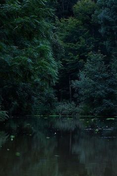 a body of water surrounded by trees in the middle of night with lights shining on it