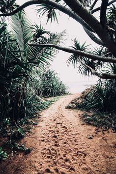 a dirt path leading to the ocean through some trees and bushes with water in the background